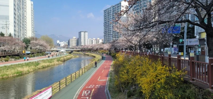  도봉구 우이천 벚꽃 알리미 (4월 8일 현재)