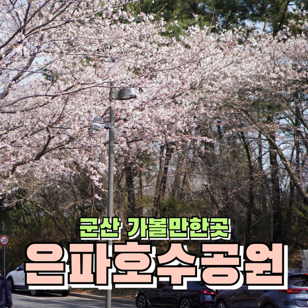  군산벚꽃명소 은파호수공원 4월 둘째주 벚꽃개화상황 주차꿀팁