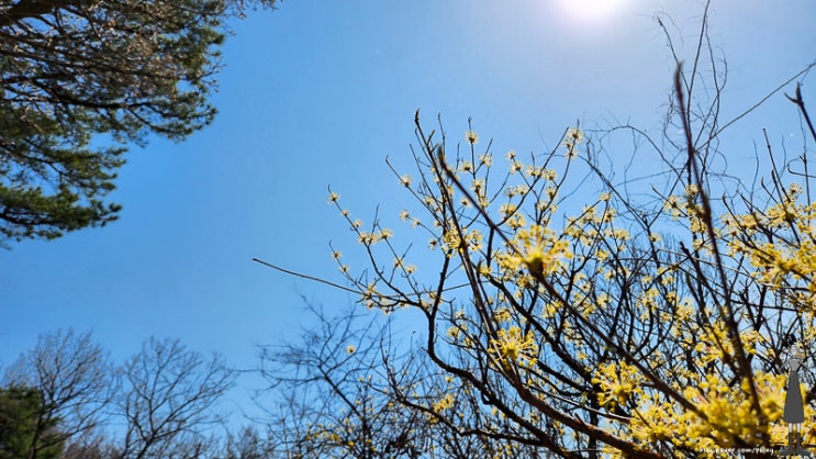  파주 심학산 둘레길에 부지런히 피고 있는 봄꽃 구경. 진달래, 산수유, 개나리, 벚꽃 등 실시간 !!
