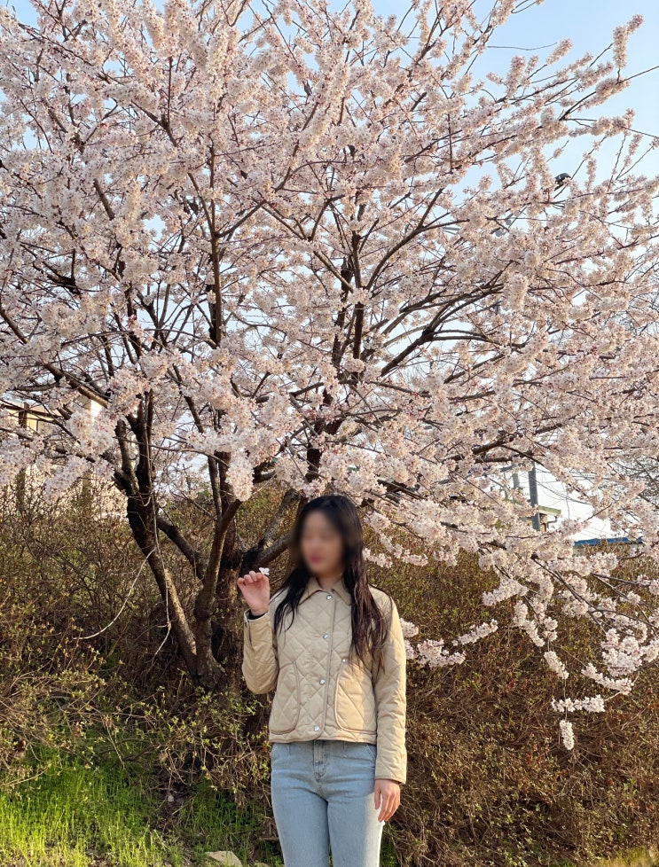  평택 통복천 벚꽃 25년 4월7일 개화 현황