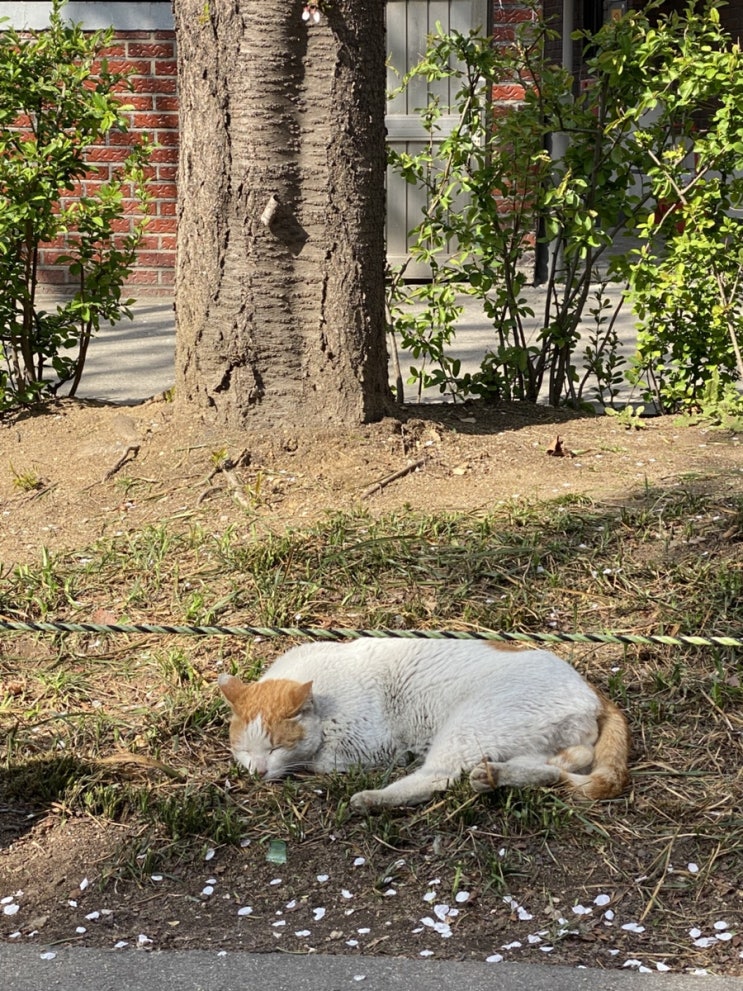  25년 상반기 뭐했지? (=뭐먹었지)_2