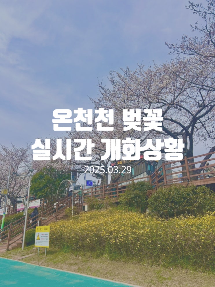  부산 온천천 벚꽃 실시간 개화상황 03.29 feat.유채꽃밭