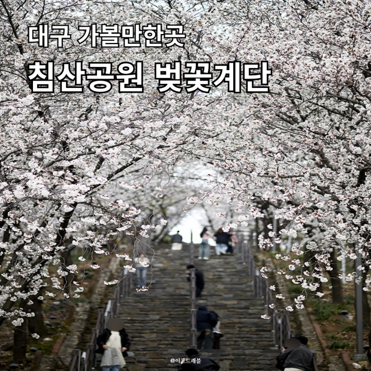  대구 벚꽃명소 침산공원 벚꽃계단 주차장 방문후기