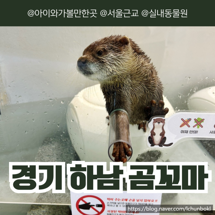서울 근교 하남 감일 실내동물원 곰꼬마 동물체험 아이와가볼만한곳