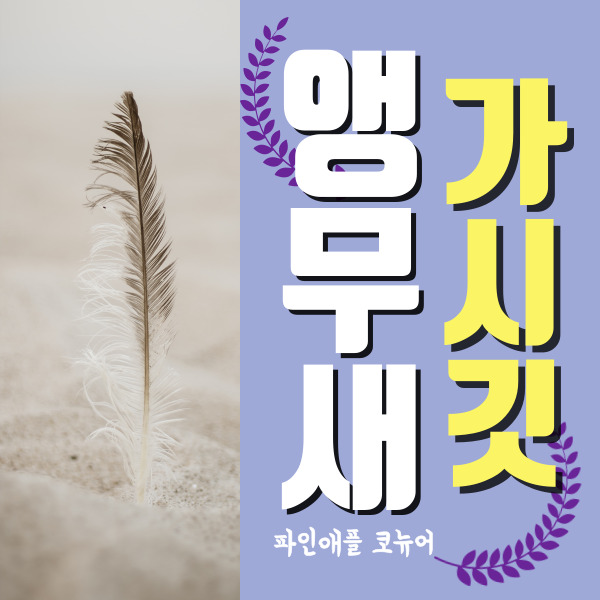  파인애플코뉴어 앵무새 털갈이 중~ 가시깃 정보