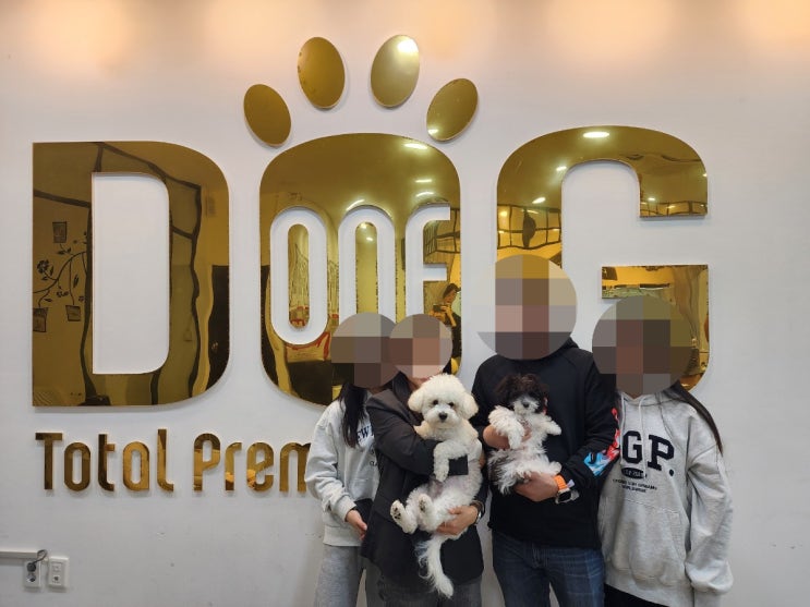  세종시 강아지 분양 1위 원독 애견분양 센터 , 비숑 실버파티푸들 분양 후기