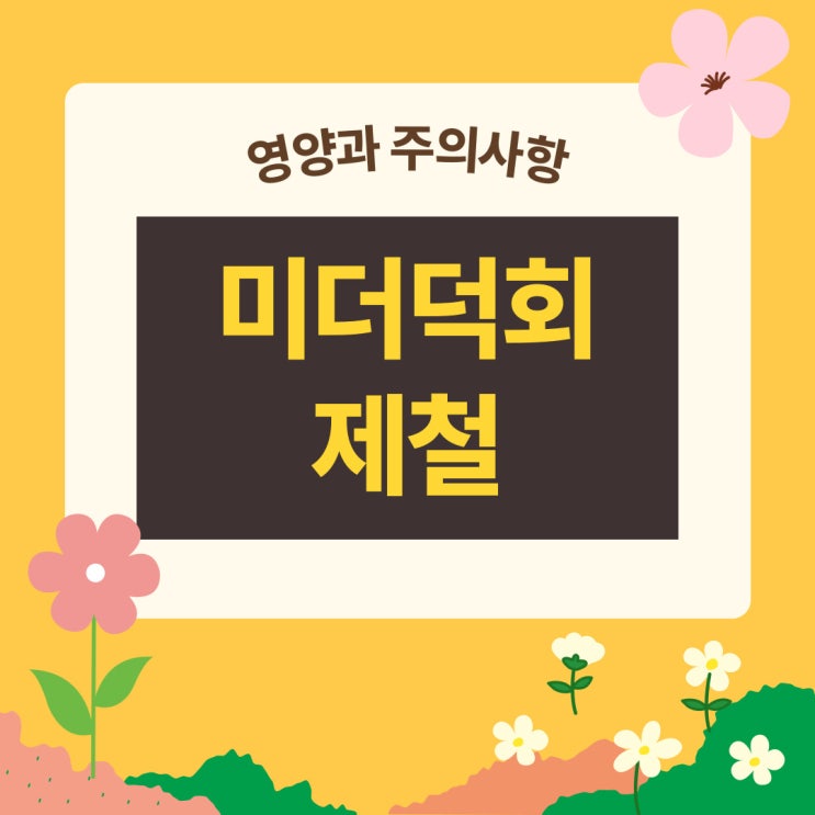  미더덕회 제철 영양과 섭취 시 주의사항