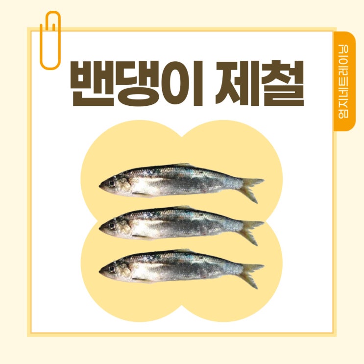  밴댕이 제철 알고 먹으면 더 건강한 밴댕이의 계절별 특징