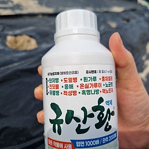 규산황 사용법 살포시기 효과 부작용 약해 총정리!