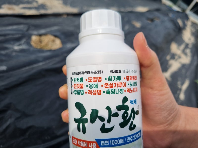 규산황 사용법 살포시기 효과 부작용 약해 총정리!