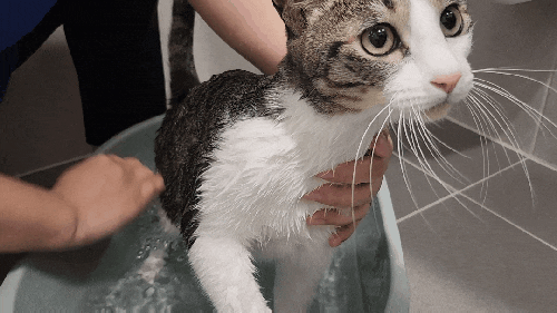  고양이 피부 건강을 위한 순한 성분의 '훌라댕댕 그린배리어 펫 샴푸' 사용 후기