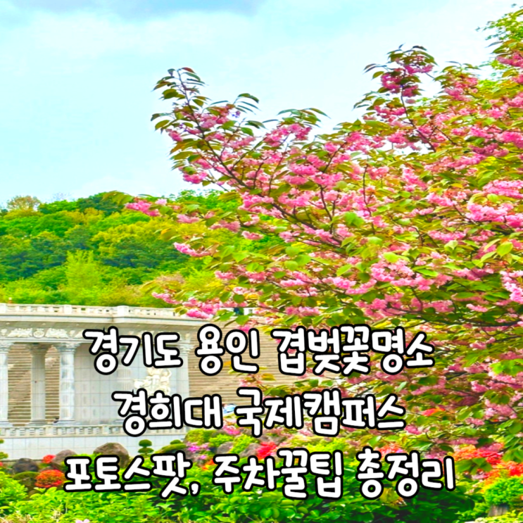  경기도 겹벚꽃 경희대 국제캠퍼스 포토스팟 주차요금 총정리
