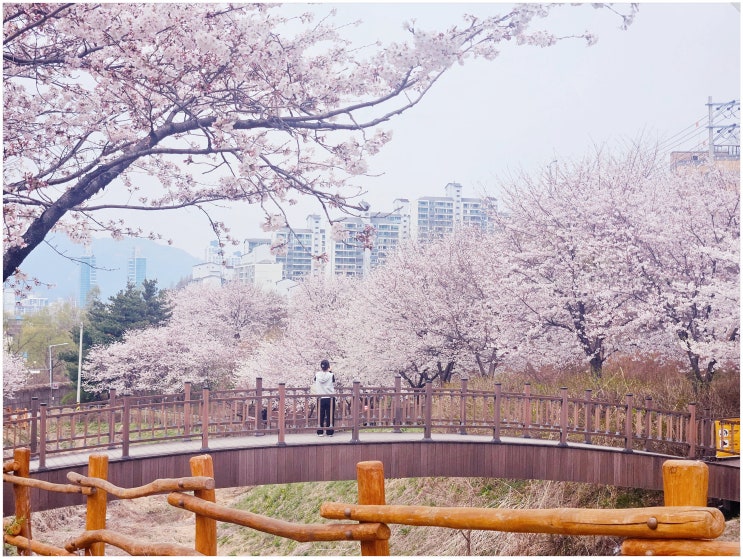  오전동 꽃길공원_ 동네 주민들이 찾는 소소한 의왕 벚꽃 명소