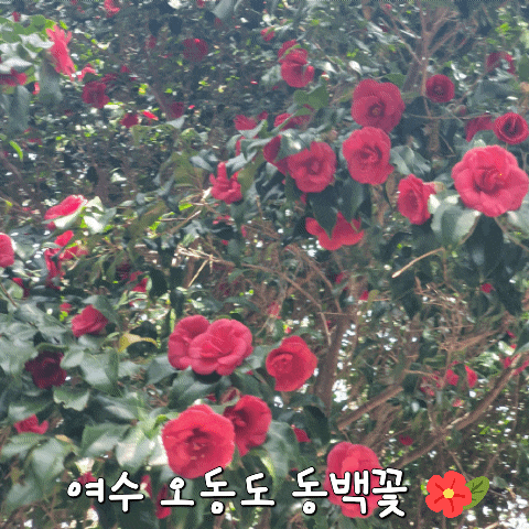  동백꽃 축제 여수 오동도 여수 가볼 만한 곳 봄에 가볼 만한 곳