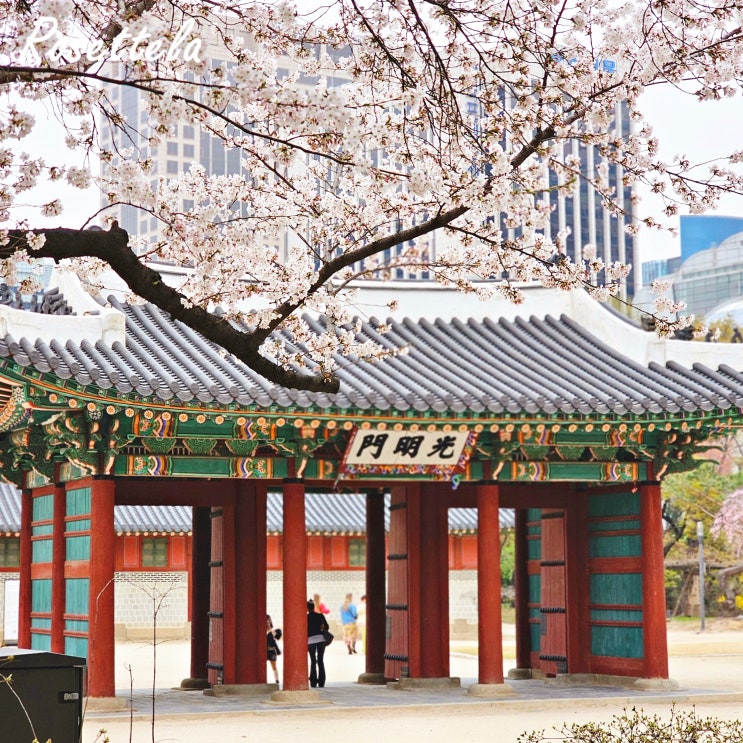  덕수궁 벚꽃 수양버들 능수벚나무 실시간 개화 상황 1천원의 행복