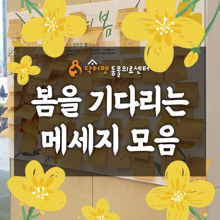  닥터펫동물의료센터 대기실 봄맞이 메세지 모음 2025년 3월 부산 개금 24시 동물병원