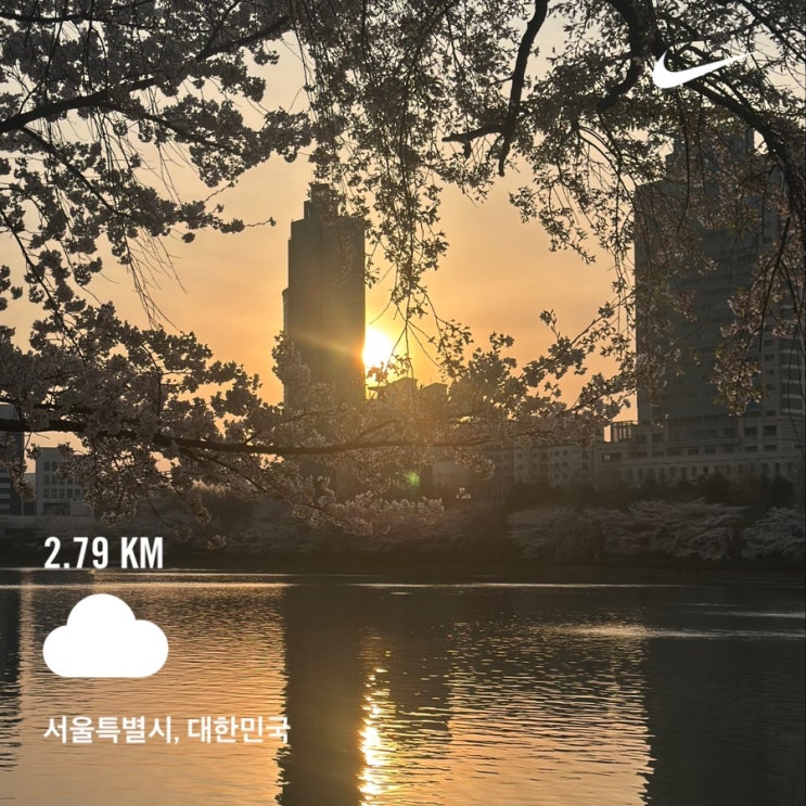  드디어 만개한 석촌호수 벚꽃 개화 현황 4월 9일 수요일 아침 산책 동호 해돋이까지 구경하고 온 리뷰.