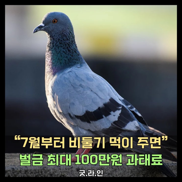 서울 공원 비둘기 '밥' 한 번 줬을 뿐인데... 과태료가 무려?! 서울 공원 비둘기 '밥' 한 번 줬을 뿐인데... 과태료가 무려?!