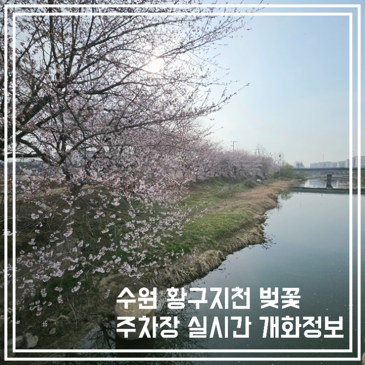  수원 황구지천 벚꽃 주차장 실시간 개화정보