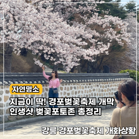  강릉 경포 벚꽃축제 실시간 개화상황 포토존 총정리