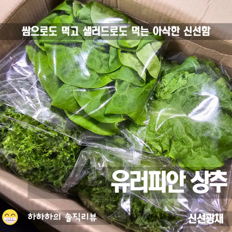  유럽상추 프릴아이스&바타비아 신선광채 샐러드용 야채