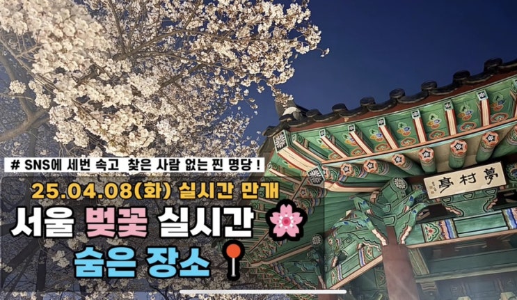  영상有 잠실/방이동 성내천 실시간 벚꽃 터널 석촌호수말고 제발 여기로 가세요!!