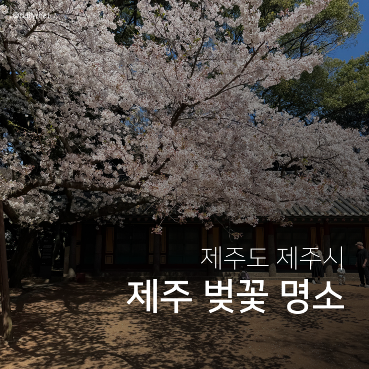  제주 벚꽃 명소 2곳 추천 - 제주시 삼성혈 & 제주종합경기장
