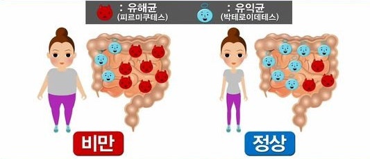  뚱보균을 없애자!