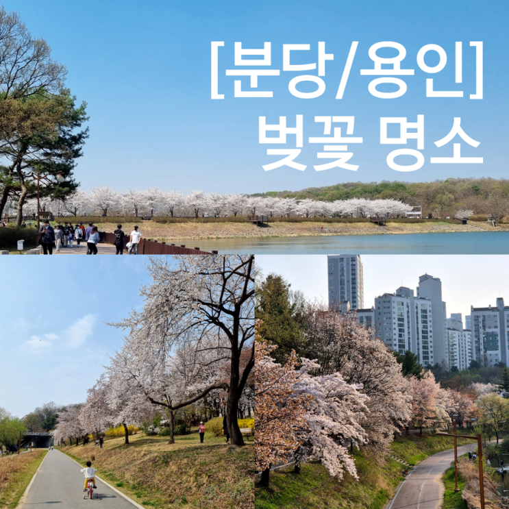  경기도 분당 용인 벚꽃 명소 봄 나들이 가볼만한곳