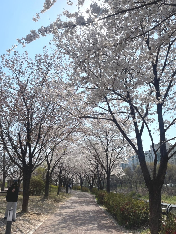  수원 벚꽃길 산책 - 신동수변공원 & 신동카페거리