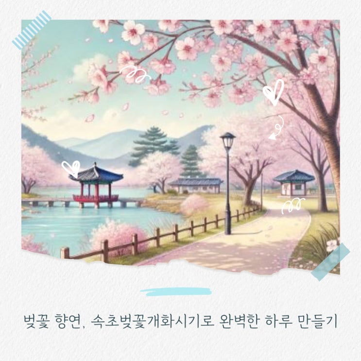  2025년 속초 벚꽃개화 실시간 확인하고 인생샷명소