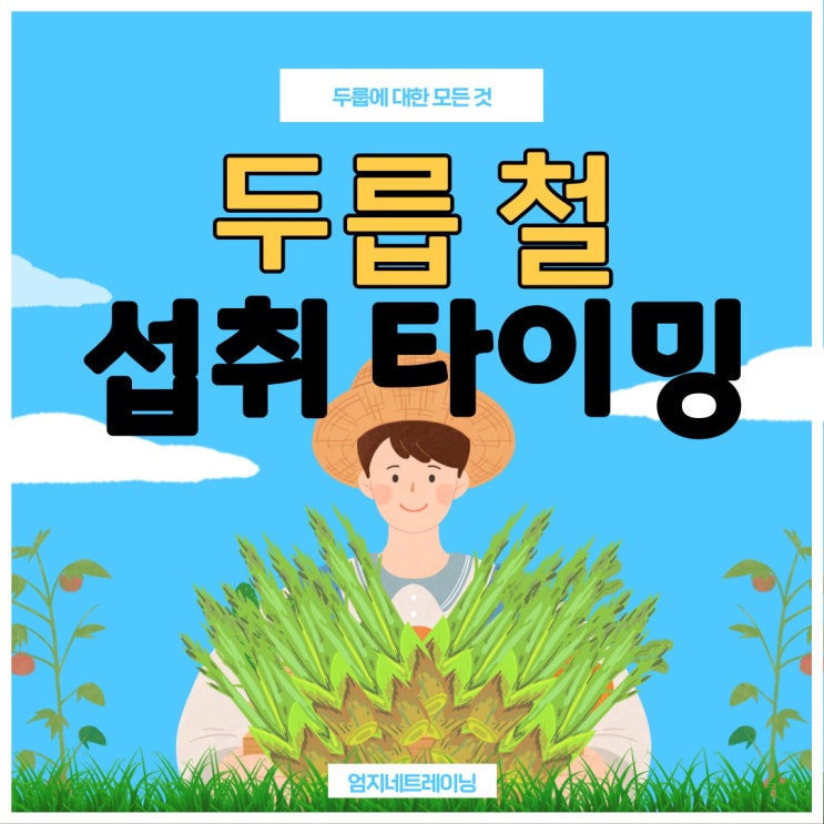  두릅철 섭취 타이밍과 효능 소개