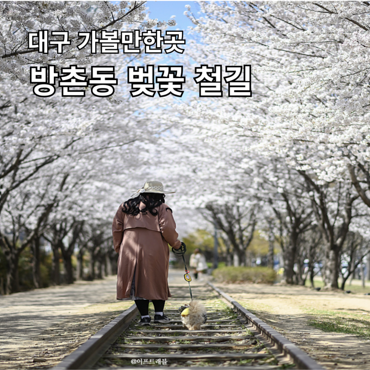  대구 벚꽃 명소 방촌역 철길 벚꽃길 정확한 위치 주차