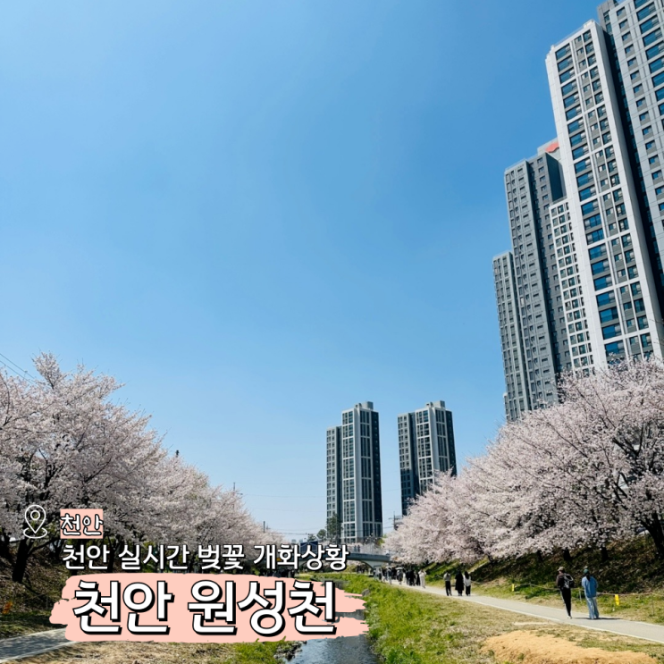  천안 벚꽃 실시간 후기 원성천 벚꽃길 주차장 꿀팁!