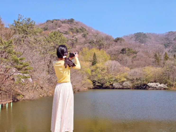  광주근교 가볼만한곳 화순 세량지 벚꽃, 화순 세량제 실시간