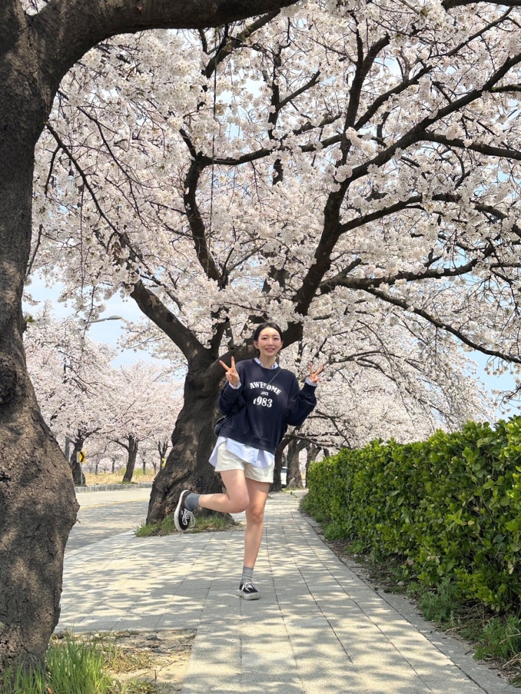  벚꽃명소 강릉여행 실시간 개화 경포생태저류지 주차장위치, 숨은명소추천