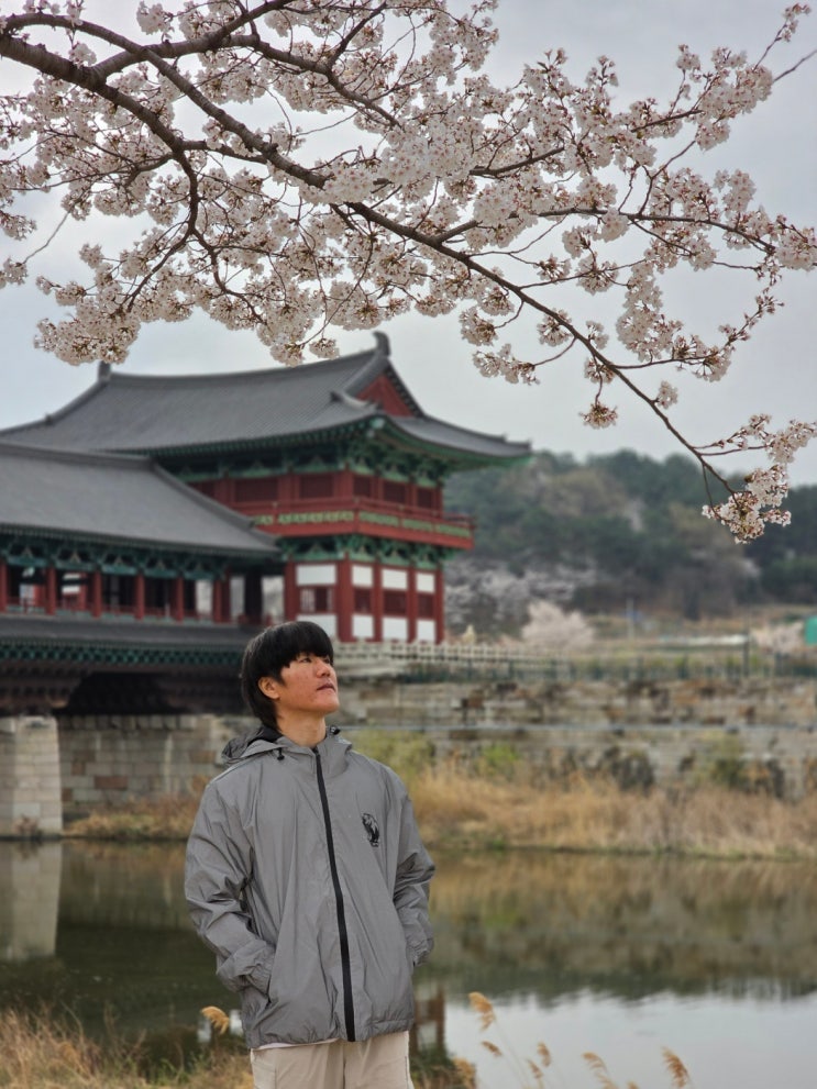  경주 여행 황리단길 월정교,대릉원 나들이 + 벚꽃 구경