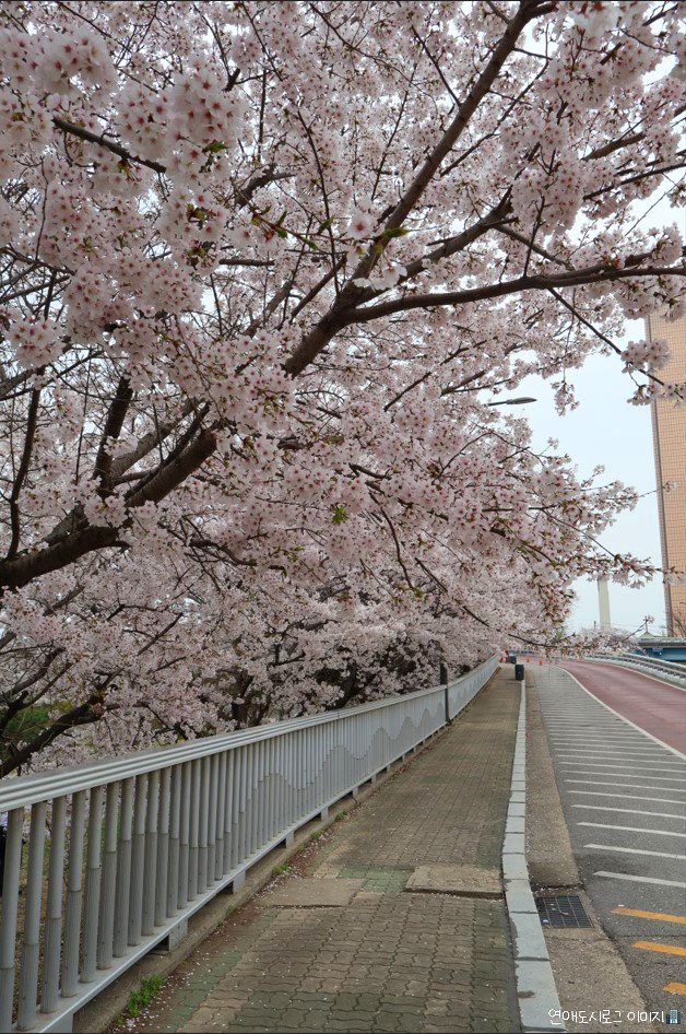  2025 서울갈만한곳 여의도데이트 추천 ㅣ 서울갈만한곳 더현대가성비맛집 벚꽃축제