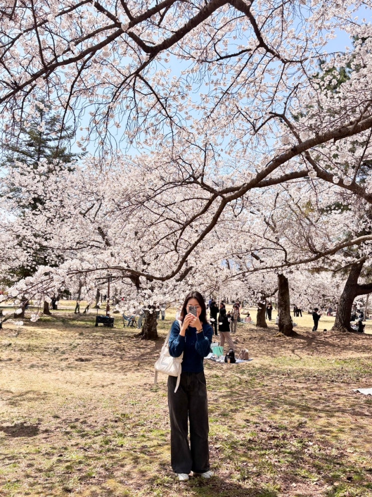  경주/부산여행 벚꽃놀이 기록:) 경주불국사, 부산 태종대, 삼익비치 벚꽃사진 구경하러 오세요