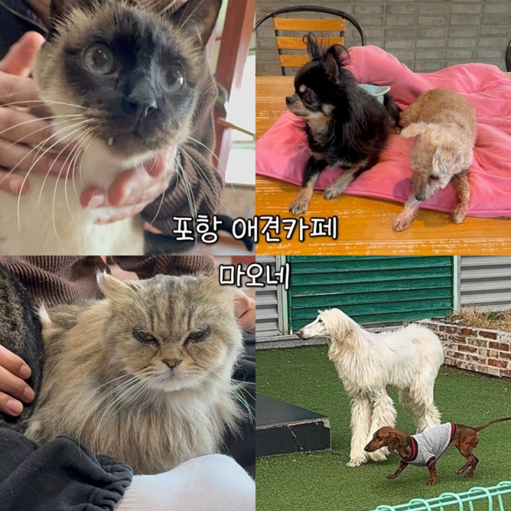  포항애견카페 추천ㅣ강아지 고양이 천국 엄청 깔끔했던 애견카페 마오네
