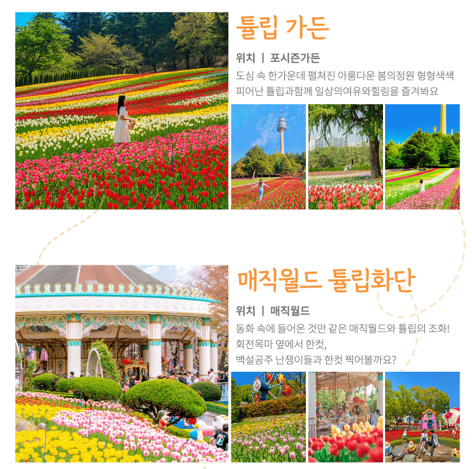  대구에 '네덜란드'가 떴다! 이월드 튤립 대폭발