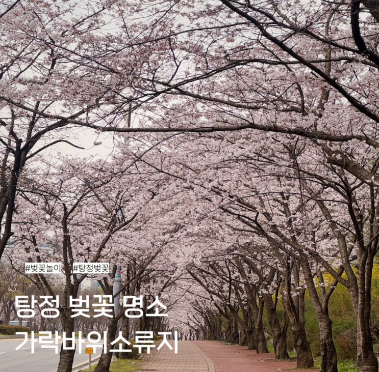 탕정 벚꽃 명소 가락바위소류지 주차팁까지