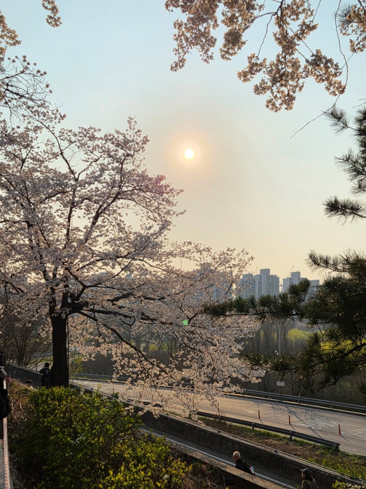  [4월 10일 오후]여의도 벚꽃축제 지금 가도 괜찮을까? 직접 걸어본 40분 산책 후기! 포켓몬&마인크래프트 구경까지