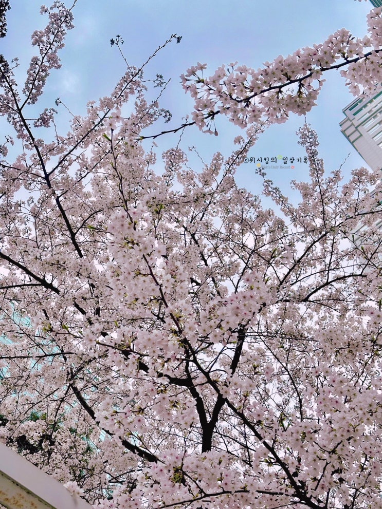  서울 벚꽃 지는 시기 와 숨은 명소 알려드려요