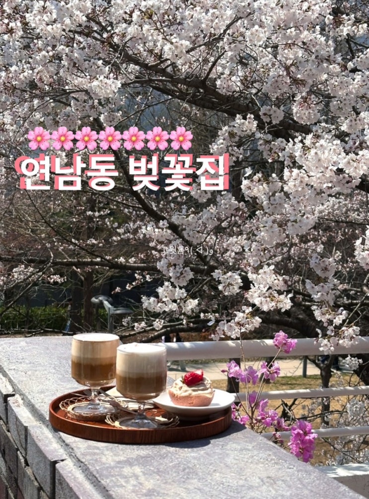  서울 연남동 벚꽃 카페 연남동 벚꽃집 추천 (실시간 개화 상태, 주말 웨이팅, 내돈내산 솔직 후기)