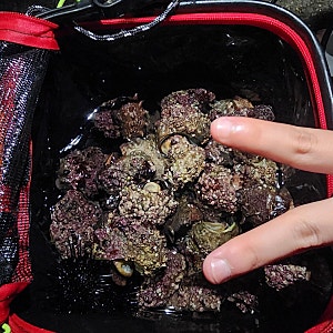 사량도 해루질 뿔소라 50마리 잡은 후기(사량도 낚시 포인트)