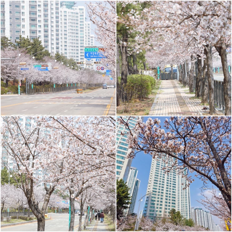  인천 소래포구 벚꽃 개화 실시간 꽃구경 가볼만한곳