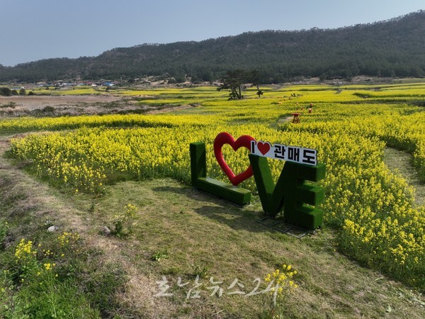  봄바람 맞으며, 만개한 유채꽃과 새로운 추억 만들자! 진도군 보배섬 유채꽃 축제 개최