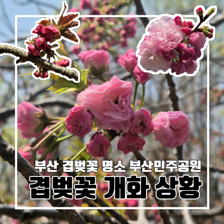  2025년 민주공원 겹벚꽃? 아직이에요!  겹벚꽃 실시간 개화 상황 4월 10일 주차장 포토존