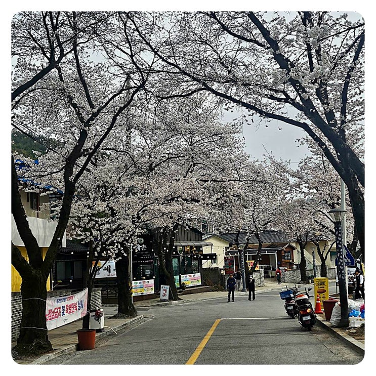  벚꽃여행 떠나요~ 청풍호 벚꽃 나들이
